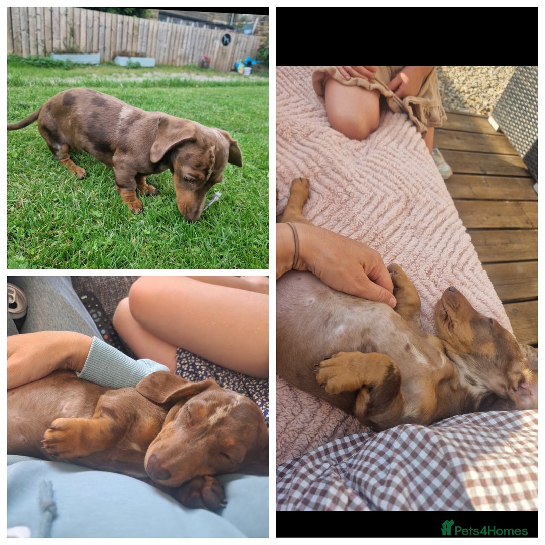 Miniature Dachshund dogs for sale: Beautiful chocolate dapple female - Image 2