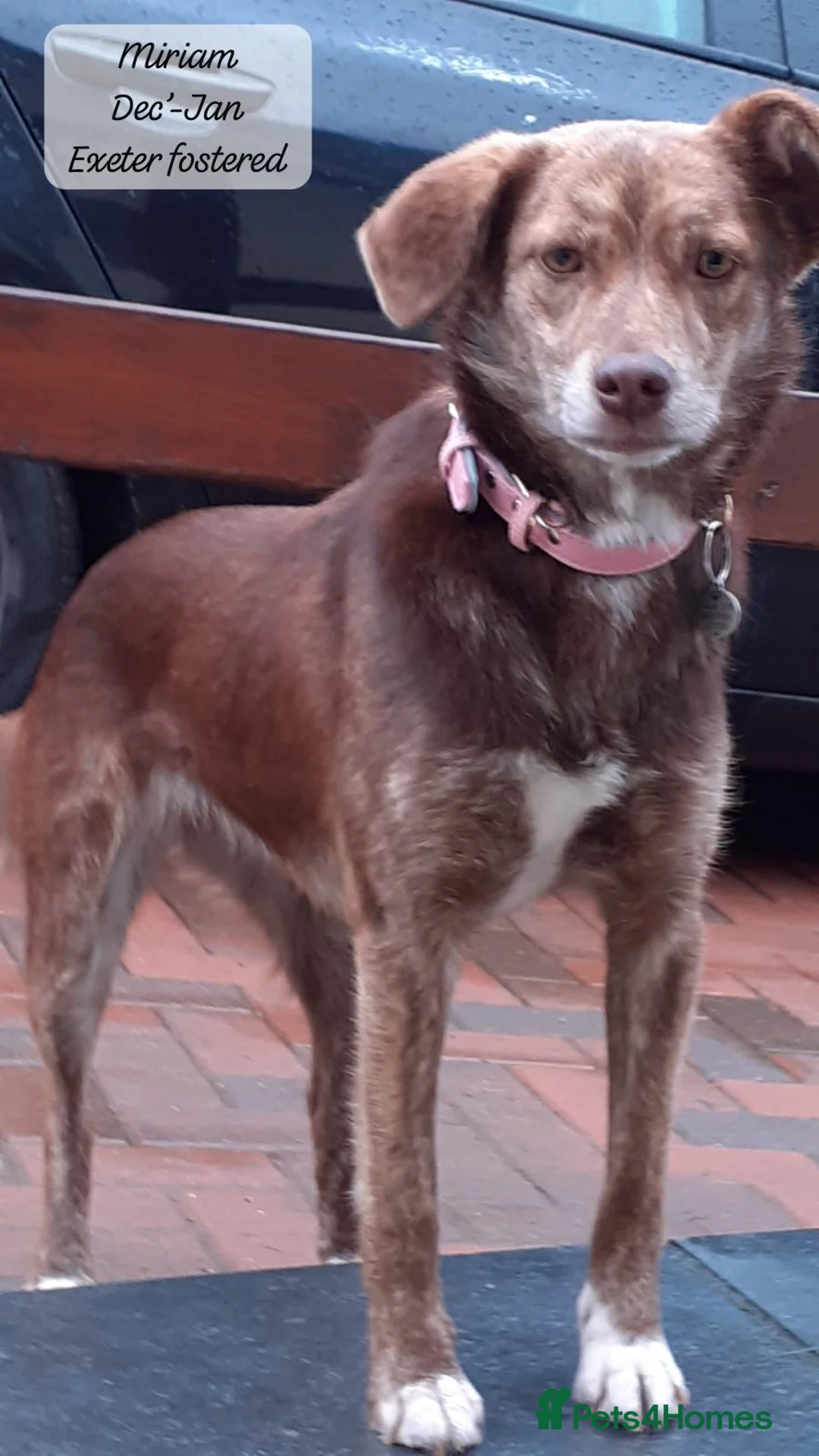 Mixed Breed dogs for adoption: Miriam, 14 months approx. Available for adoption.. - Advert 19