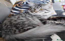 Maine Coon cats for sale: XXL Maine-coon beautiful silver boy. - Image 4
