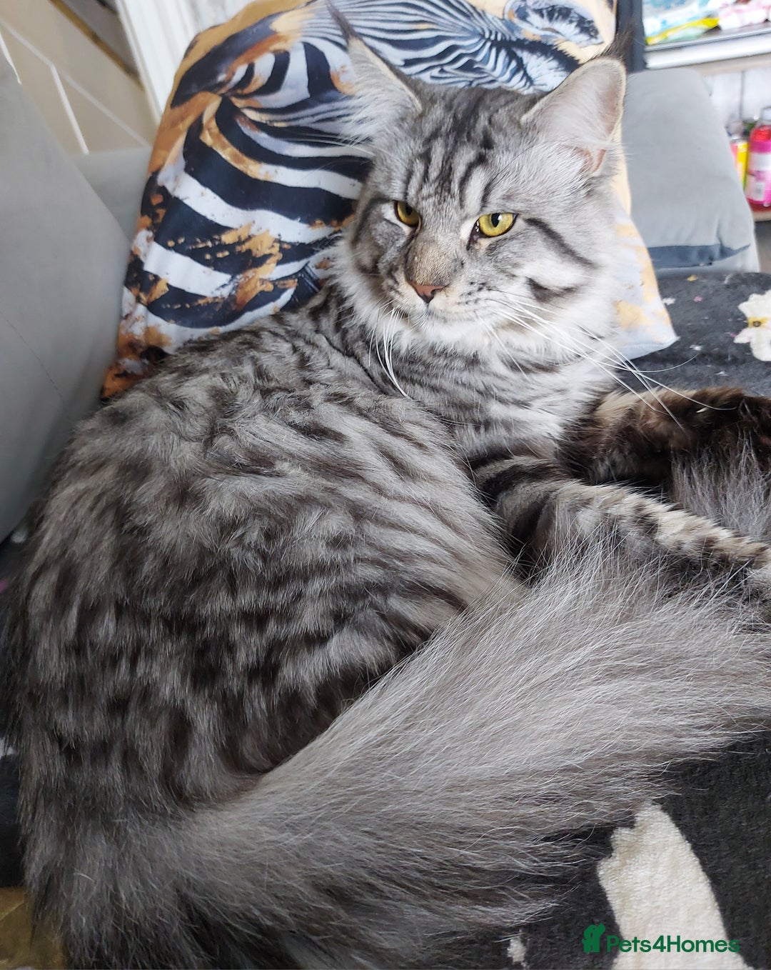 Maine Coon cats for sale: XXL Maine-coon beautiful silver boy. - Image 4
