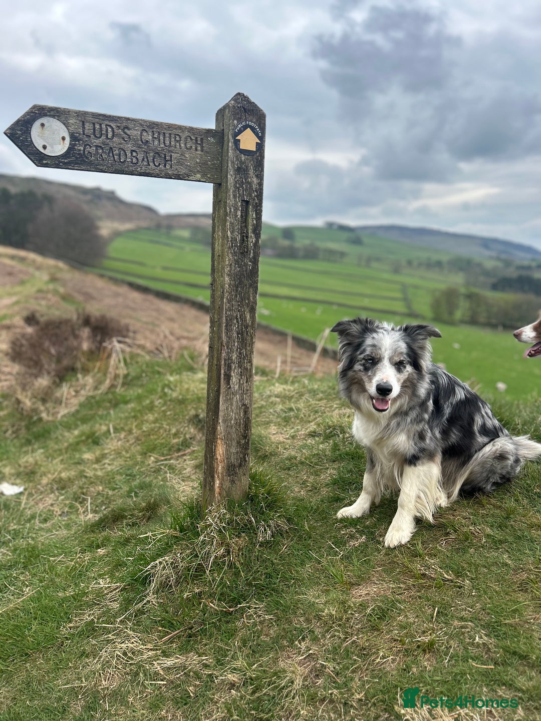 Mixed Breed dogs for sale: Stunning Border Collie x Belgian Malinois Puppies - Advert 6