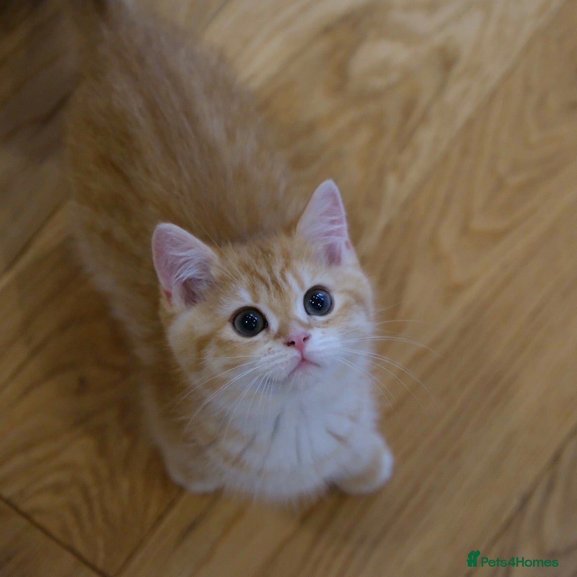 British Shorthair cats Ready Now! British Shorthair Golden Boys TICA REG - Advert 2