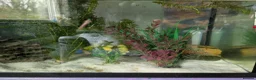 Other/Mixed Breed fish for sale: Beautiful Bellatrix the Axolotl  - Advert 11