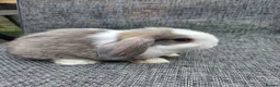Mini Lop rabbits for sale:  mini lops for sale - Advert 8