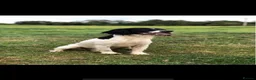English Springer Spaniel dogs for sale: KC REG ESS WORKING PUPS 🐶❤️ in Sudbury - Advert 6