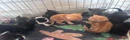 Mixed Breed cats for sale: 11 beautiful kittens for sale.  in Ashton-under-Lyne - Advert 3