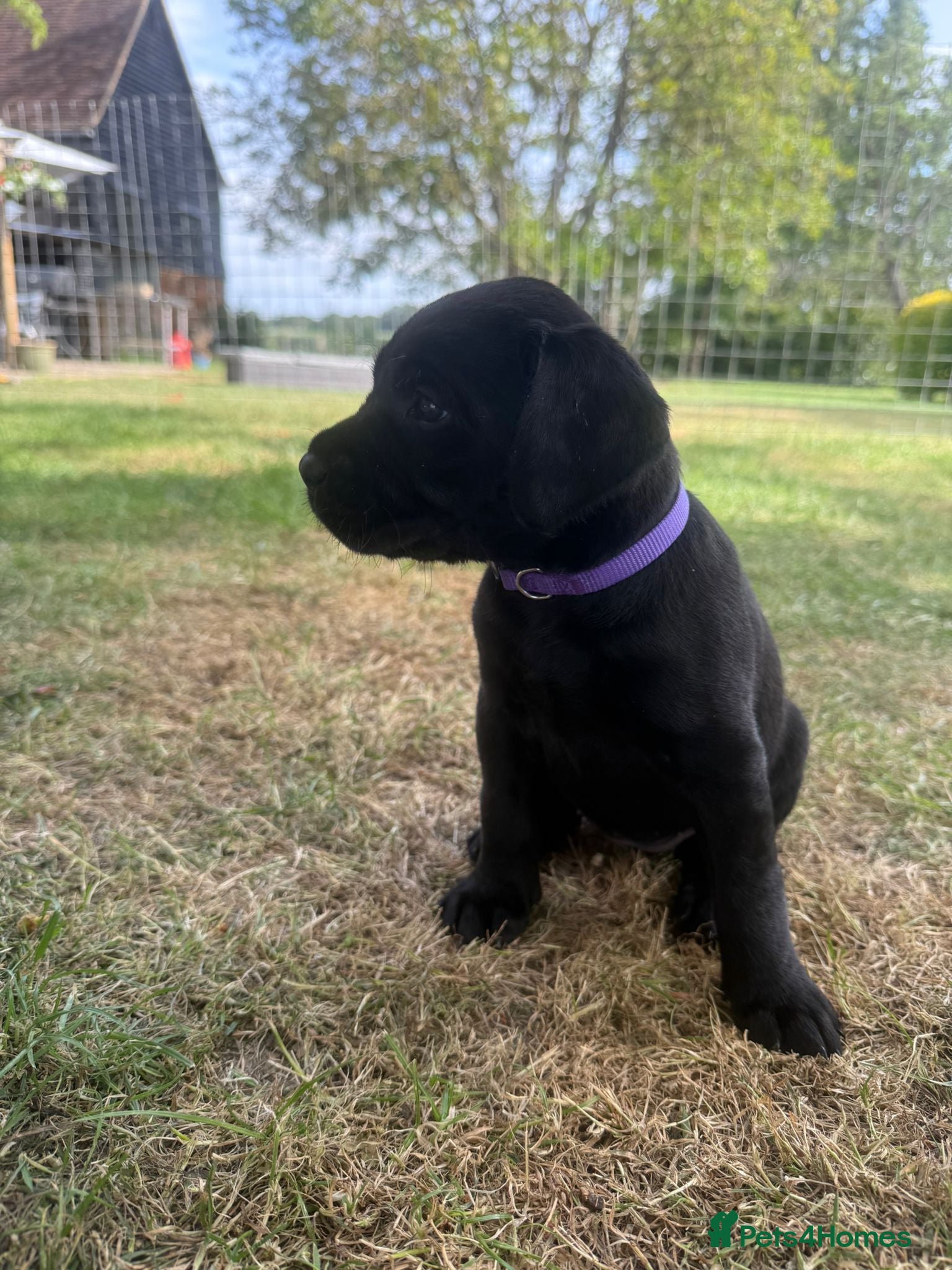 Labrador Retriever dogs for sale: Beautiful litter of Labrador puppies  - Advert 11