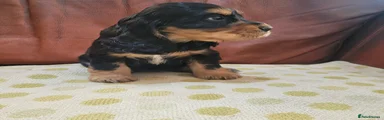 Cocker Spaniel Puppy 4