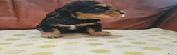 Cocker Spaniel dogs for sale: Stunning Show-Type Cocker Spaniel  - Advert 4