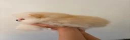 Pomeranian dogs for sale: Beautiful Pomeranian Puppies - Advert 10