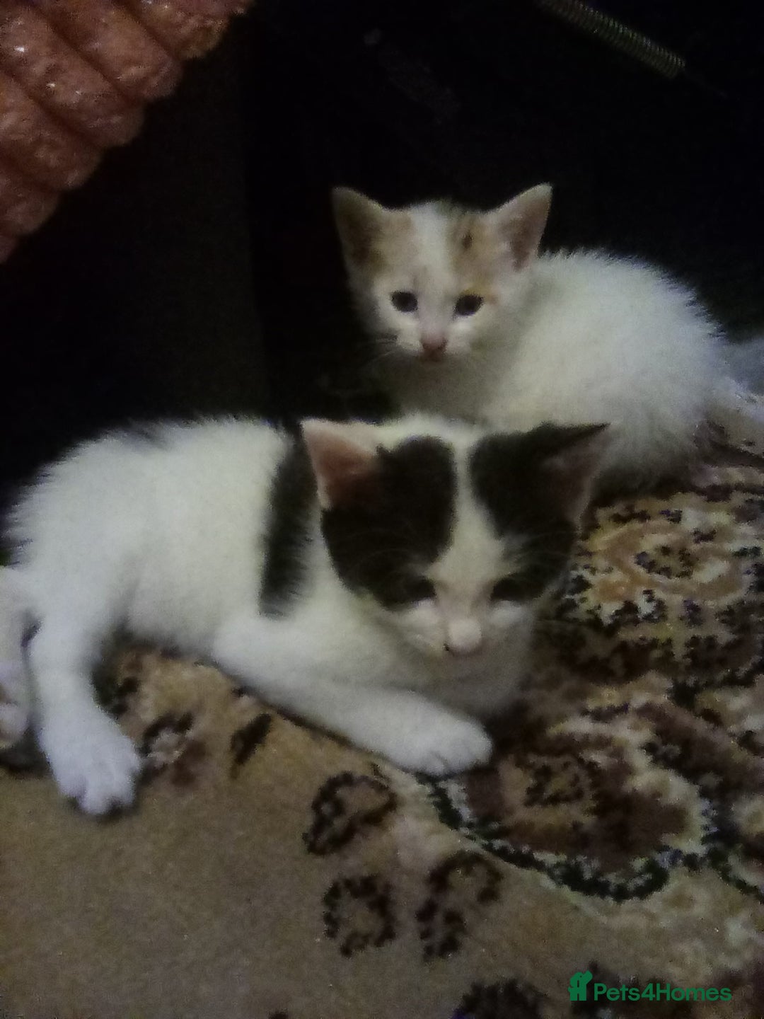 Abyssinian cats for sale: small cats  - Image 1