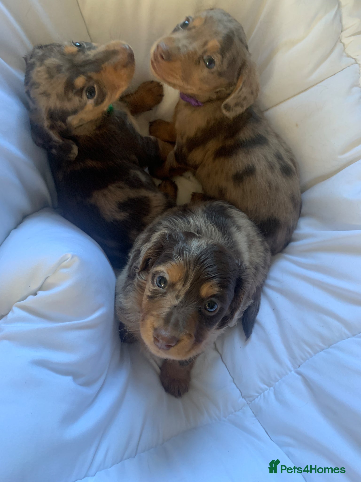 Dachshund dogs Miniature dachshund puppies 3 BOYS - Advert 11