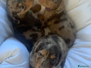 Dachshund dogs Miniature dachshund puppies 3 BOYS - Advert 11