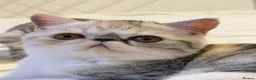 Exotic cats for sale: Gorgeous GCCF reg. kittens from Champions parents  - Advert 16