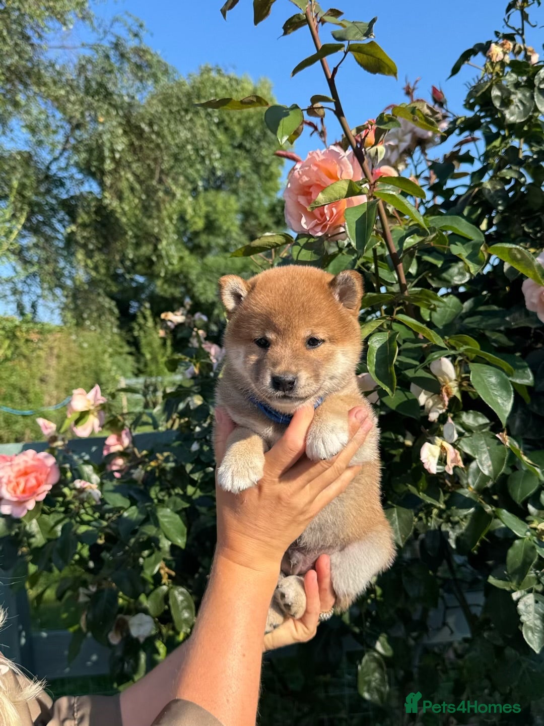 Japanese Shiba Inu dogs Outstanding original Japanese Shiba Inu puppies  - Advert 1