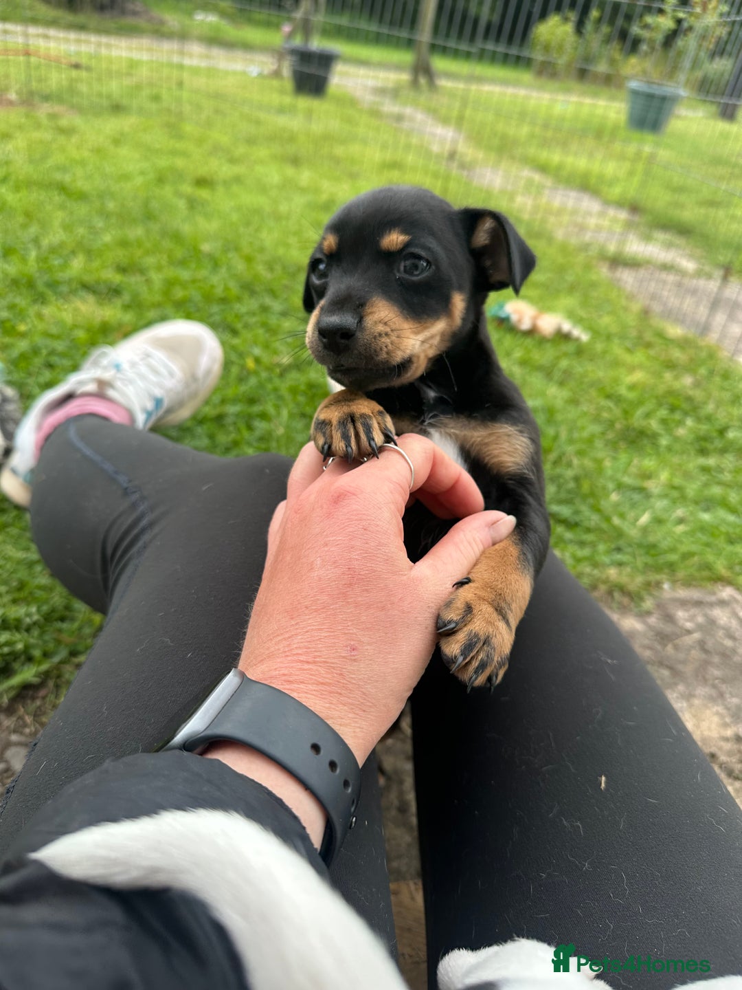 Jack Russell dogs for sale: Gorgeous Jack Russell Boys - Image 4