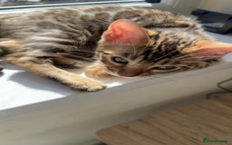 Bengal cats for sale: Pure bred bengal kittens - Image 24