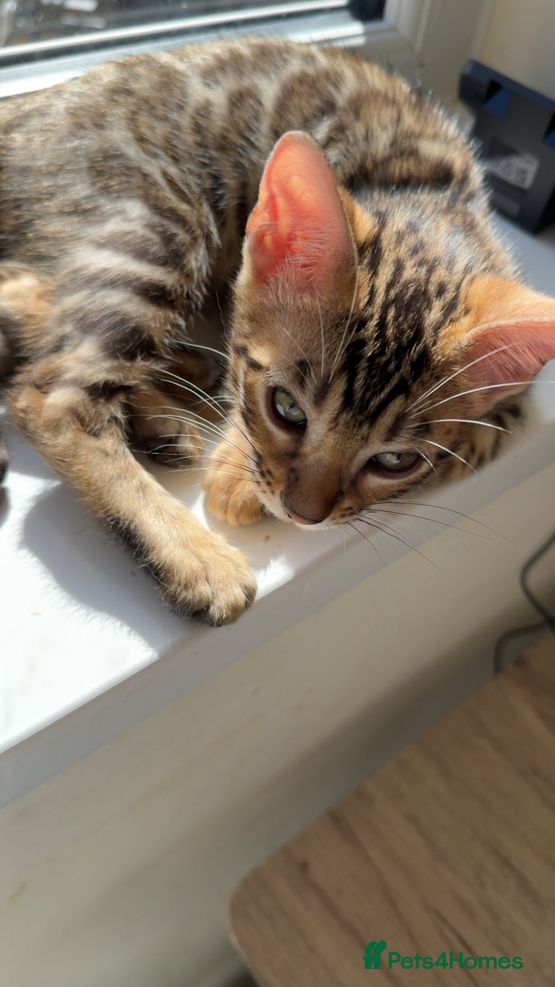 Bengal cats for sale: Pure bred bengal kittens - Image 24