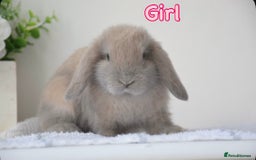 Mini Lop rabbits for sale: Beautiful pure mini lop bunnies  - Image 4