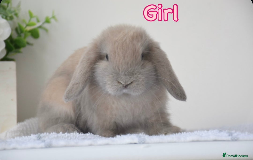 Mini Lop rabbits for sale: Beautiful pure mini lop bunnies  - Image 4