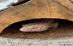 Gecko reptiles for sale: Female Albino Leopard Gecko + VivExotic Full Setup - Image 1