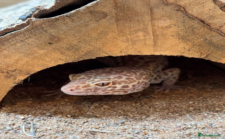 Gecko reptiles - Advert 8