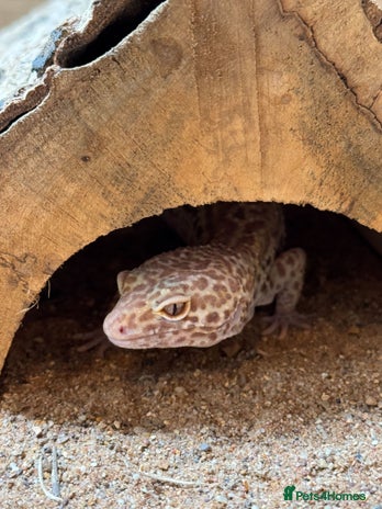 Gecko reptiles - Advert 8