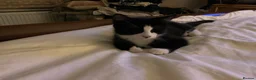 Domestic Shorthair cats for sale: 4 Beautiful Kittens Ready for their Forever Homes - Advert 30