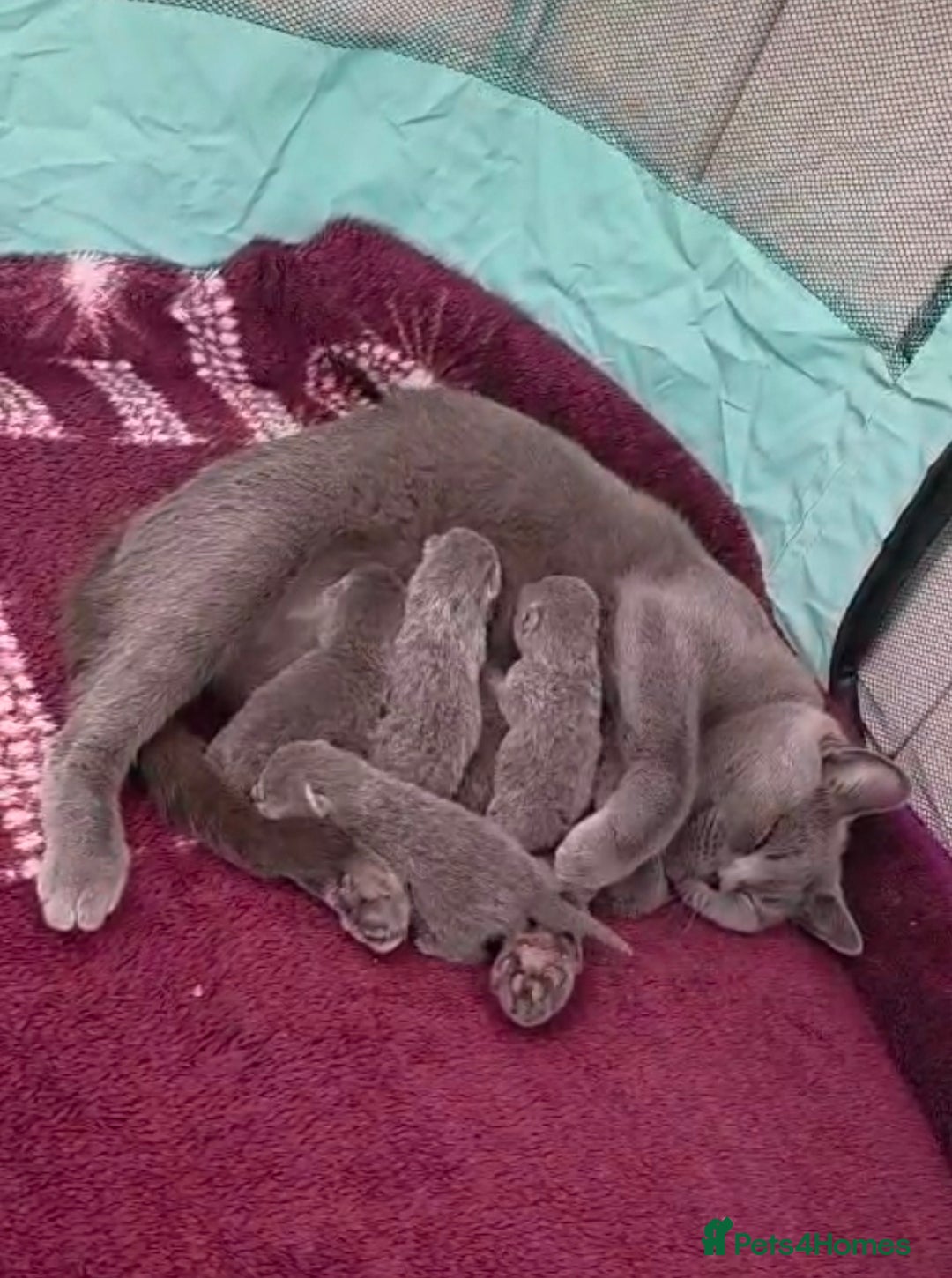 British Shorthair cats 🐱BRITISH SHORTHAIR🐱 - Advert 1