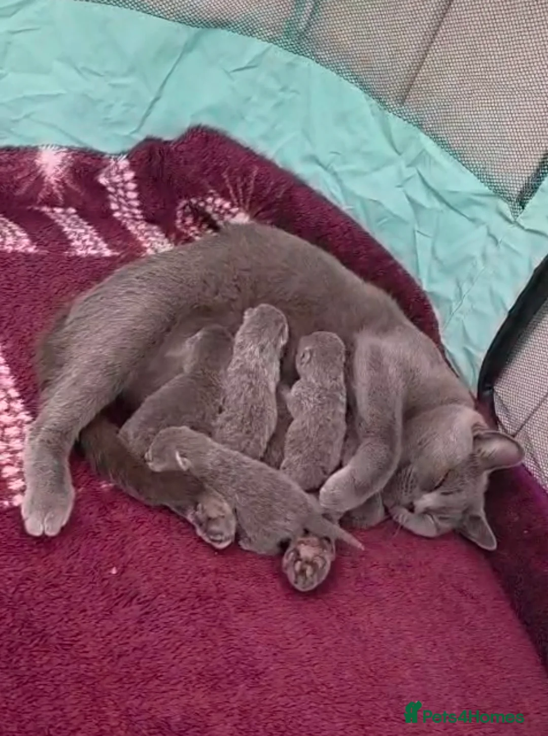 British Shorthair cats for sale: 🐱BRITISH SHORTHAIR🐱 - Advert 1