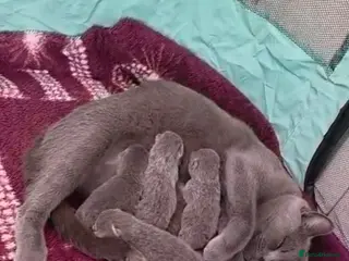 British Shorthair cats 🐱BRITISH SHORTHAIR🐱 - Advert 1