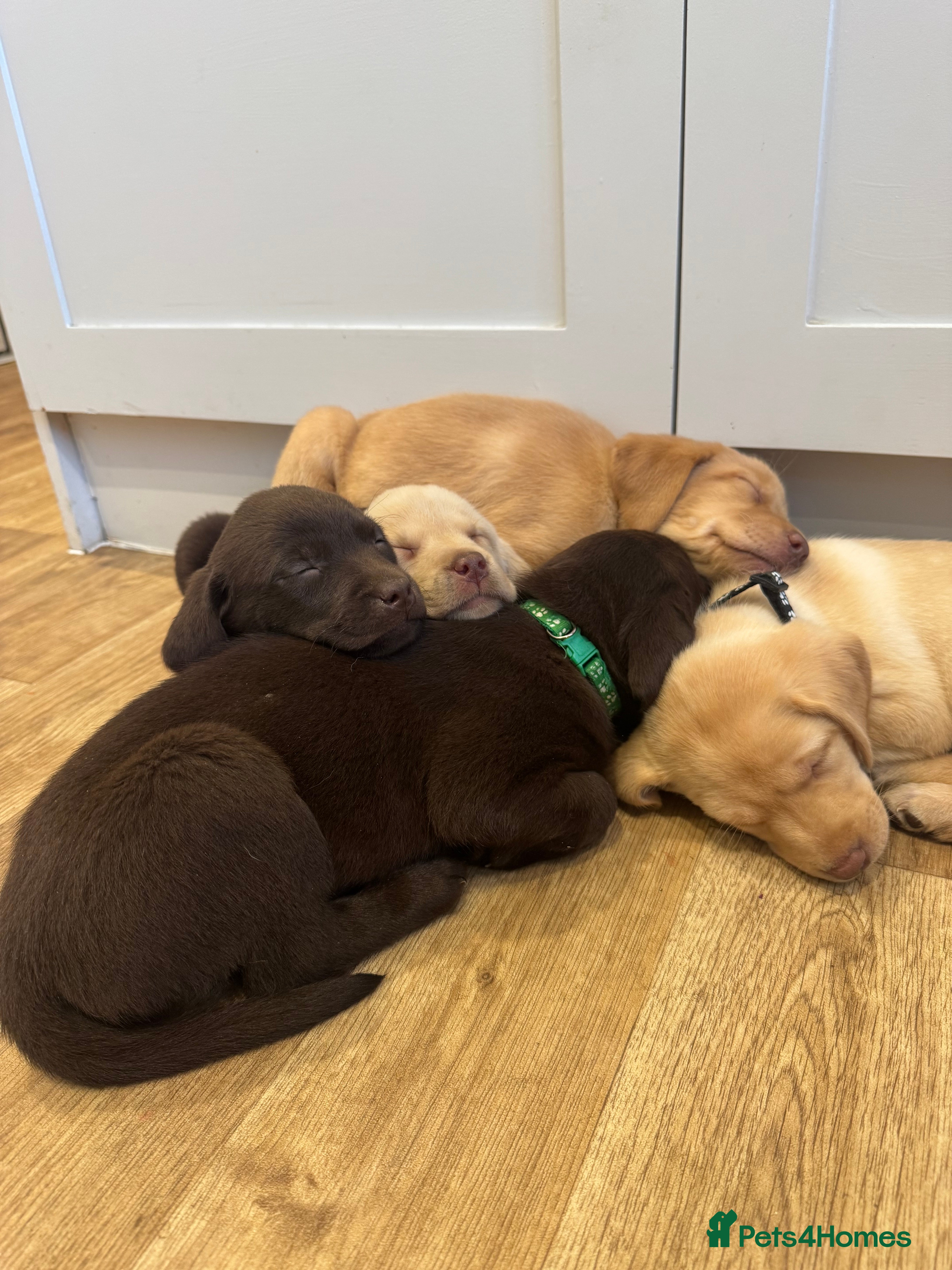 Labrador Retriever dogs *Ready for new homes Sunday** Beautiful Labradors  - Advert 1