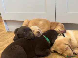Labrador Retriever dogs *Ready for new homes Sunday** Beautiful Labradors - Advert 1