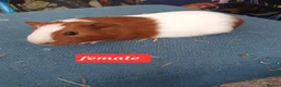 Guinea Pig rodents for sale: Guinea pigs - Advert 12