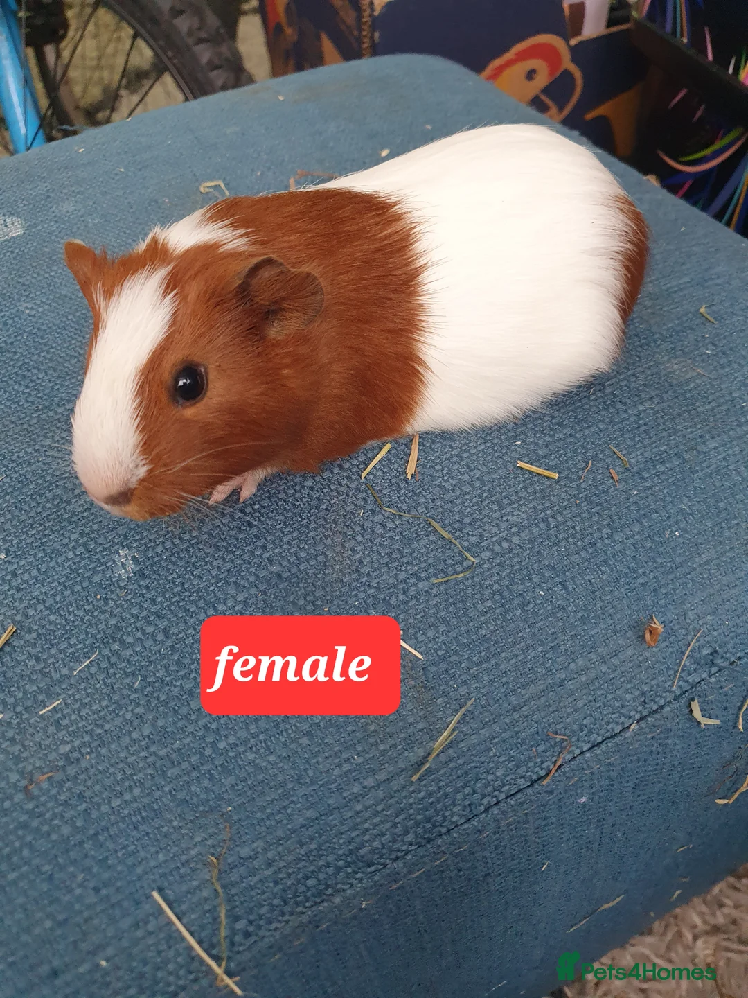 Guinea Pig rodents for sale: Guinea pigs - Advert 12