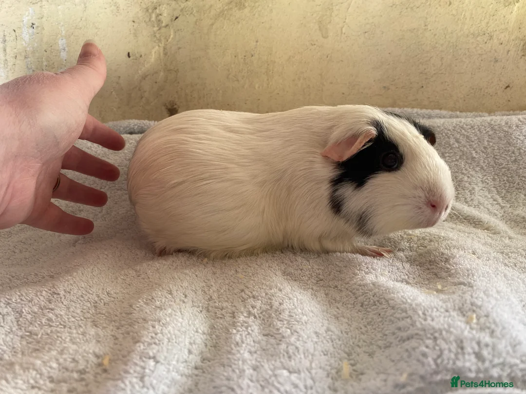 Guinea Pig rodents for sale: Guinea pig sows available  - Advert 1