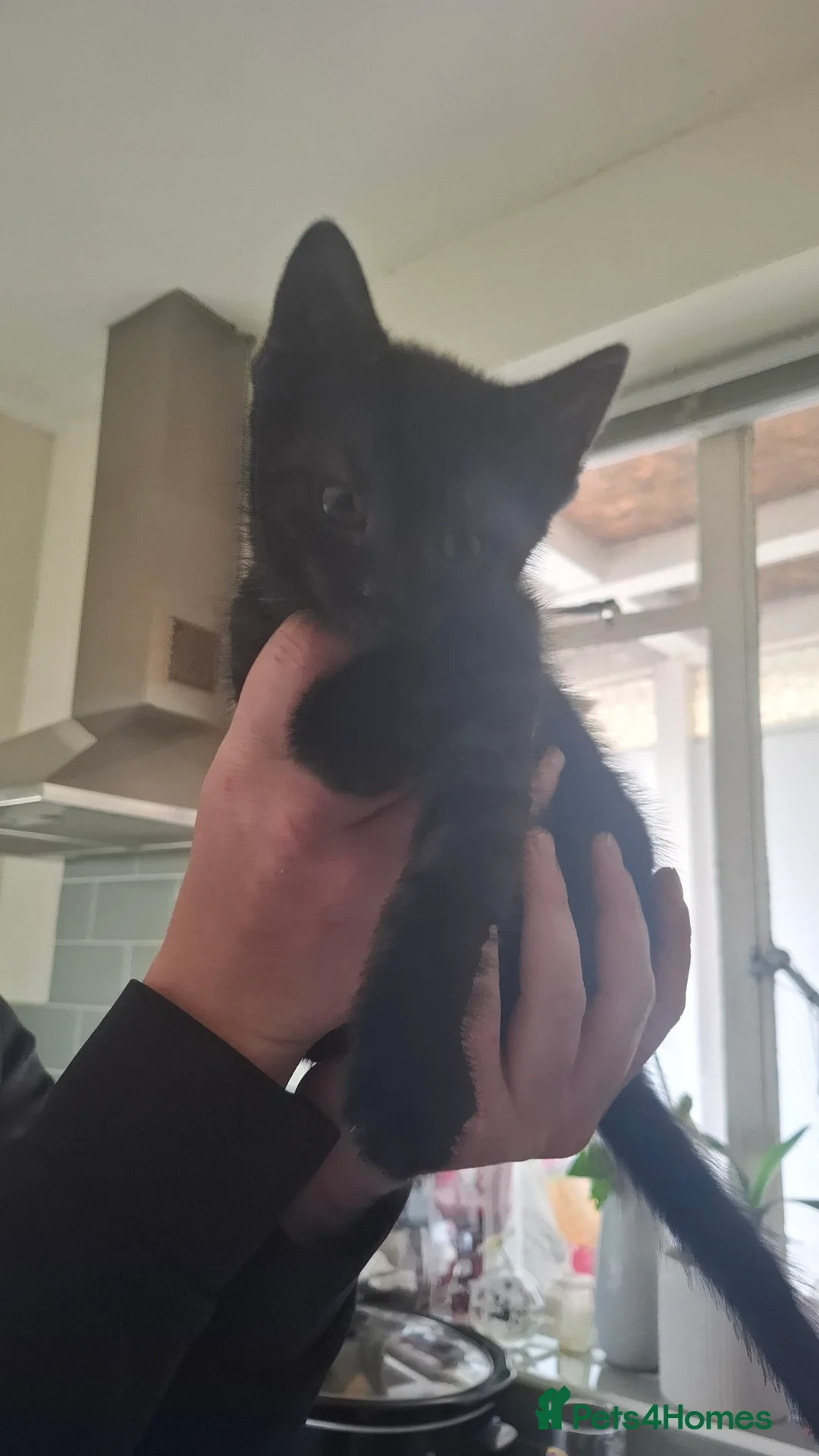 Mixed Breed cats for sale: 4 male kittens for sale - Advert 2
