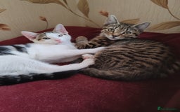 Domestic Shorthair cats for sale: 5 month old female kittens for sale  - Image 1