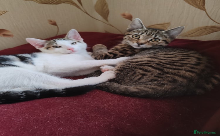 Domestic Shorthair cats - Advert 6