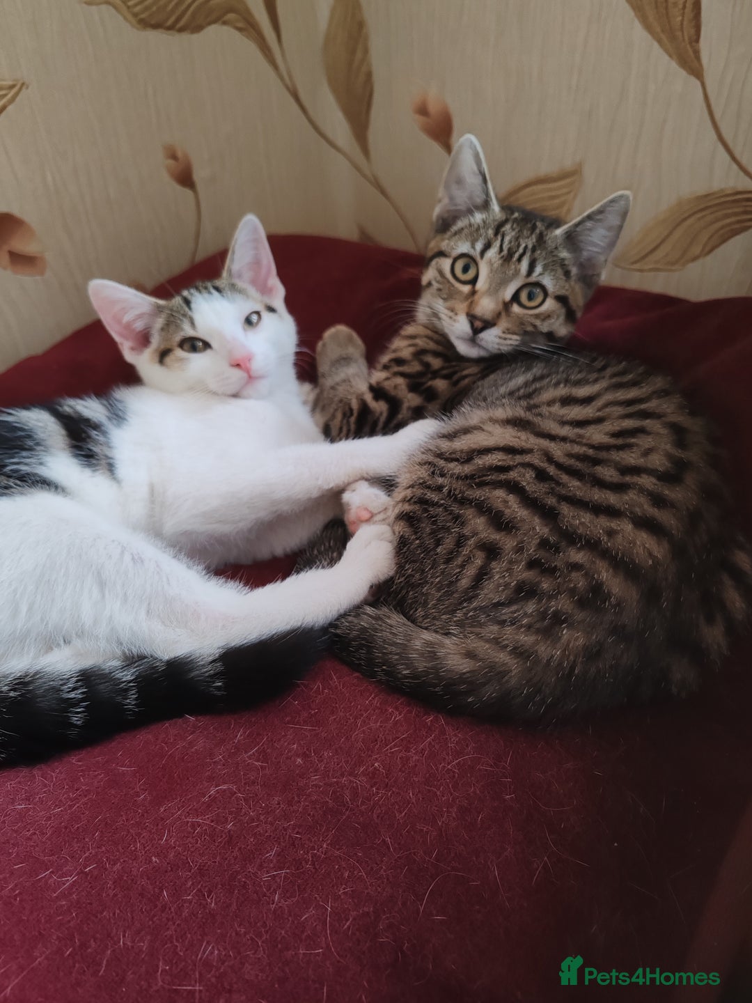 Domestic Shorthair cats for sale: 5 month old female kittens for sale  - Image 1