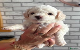 Poochon dogs for sale: 9 Poochon Puppies for Sale – Merles Available - Image 5