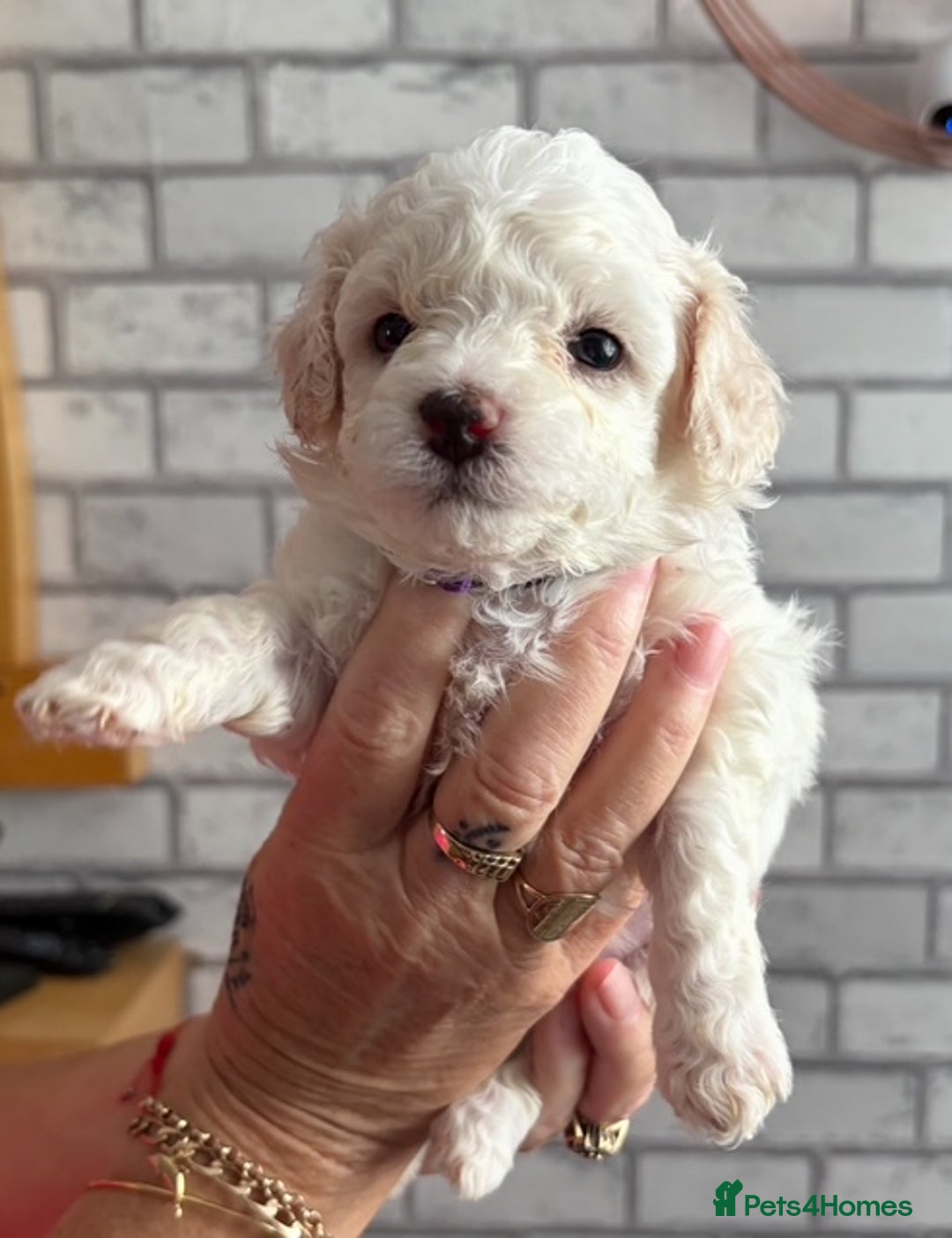 Poochon dogs for sale: 9 Poochon Puppies for Sale – Merles Available - Image 5