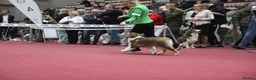 Australian Shepherd dogs for sale: Australian Shepherd  - Advert 6