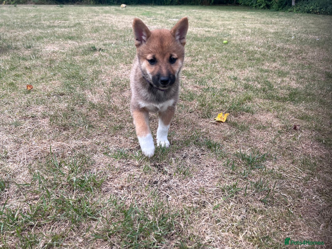 Japanese Shiba Inu dogs for sale: Female Shiba Inu Puppy  - Image 3