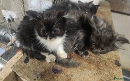 British Longhair cats for sale: British long hair kittens - Advert 3