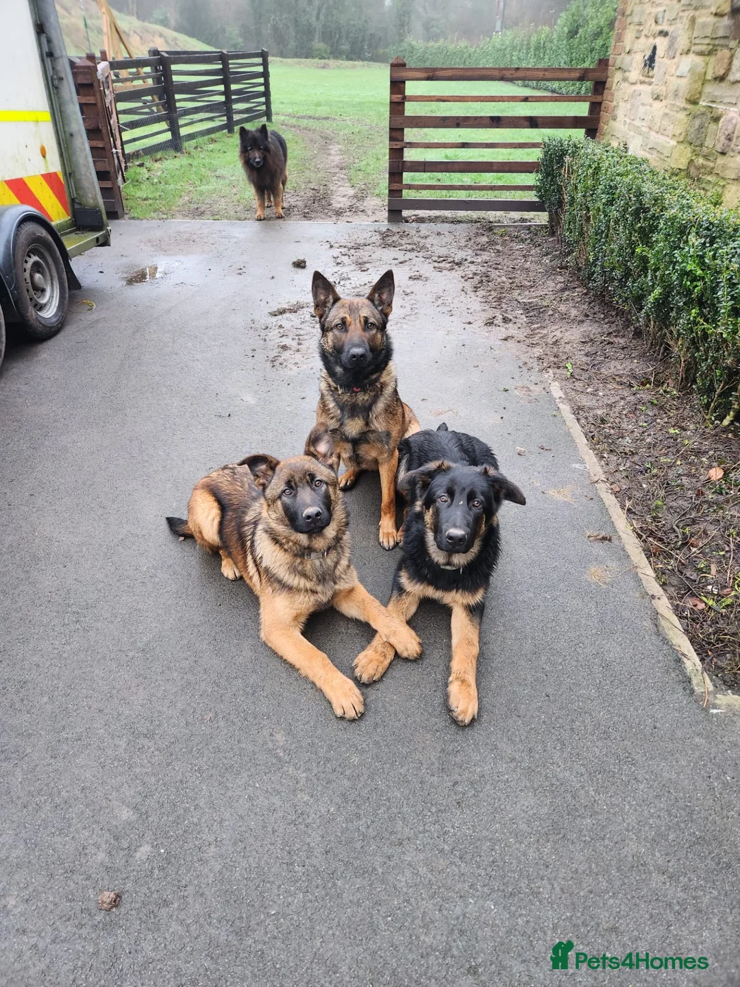 Mixed Breed dogs for sale: Female German shepherd breed aged 3 years - Advert 2