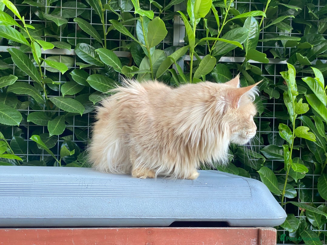 Maine Coon cats for sale: Attention please  - Image 6