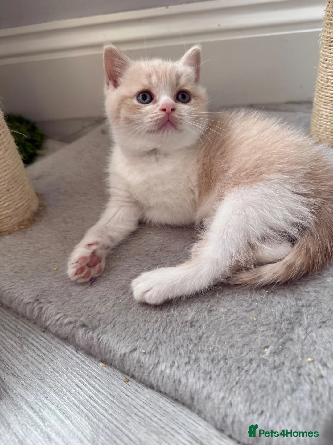 British Shorthair cats for sale: GCCF - BEAUTIFUL LITTLE TEDDY BEARS  - Advert 10