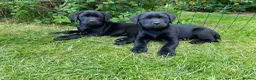 Labrador Retriever dogs for sale: 2 beautiful boys unreserved from first litter  - Advert 9