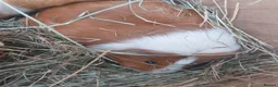 Guinea Pig rodents for sale: IRIS, OPAL & EDNA female guineapigs  - Advert 3